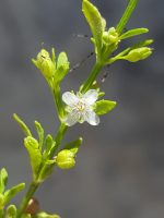 Scoparia dulcis