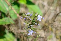 Scoparia ericacea