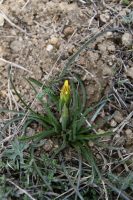 Scorzonera mollis