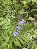 Scutellaria barbata