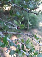 Scutia buxifolia