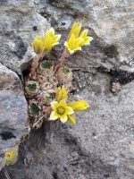Sedum aizoon