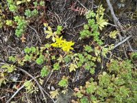Sedum divergens