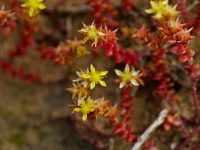 Sedum japonicum