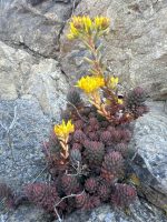Sedum lanceolatum