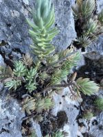 Sedum sediforme