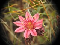 Sempervivum arachnoideum