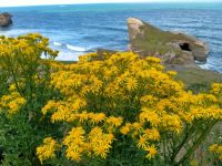 Senecio jacobaea