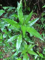 Senecio nemorensis
