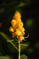 Senna alata
