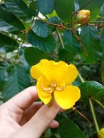 Senna appendiculata