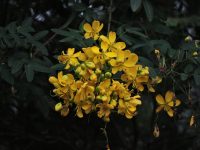 Senna corymbosa