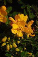 Senna pendula