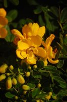 Senna pendula