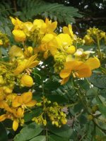 Senna spectabilis
