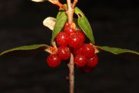 Shepherdia canadensis