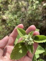 Sida cordifolia