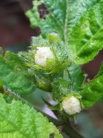 Sida glomerata