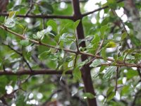 Sideroxylon obtusifolium