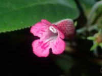 Sinningia reitzii