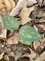 Smilax glauca