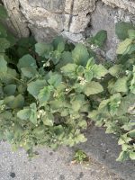 Solanum arenarium