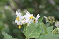 Solanum bonariense