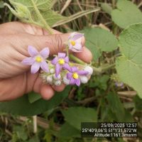 Solanum corymbiflorum