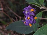 Solanum granulosoleprosum