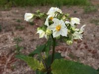 Solanum guaraniticum