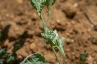 Solanum luteum