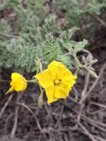 Solanum peruvianum