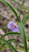 Solanum simile