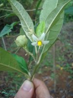 Solanum swartzianum