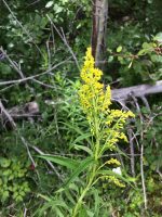 Solidago canadensis