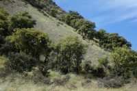 Sophora tetraptera