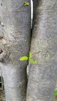 Sorbus commixta