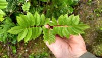 Sorbus decora