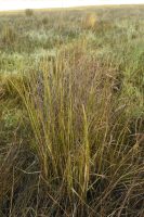 Spartina densiflora