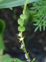 Spigelia anthelmia