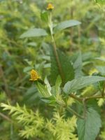 Spilanthes acmella