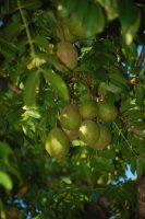 Spondias dulcis