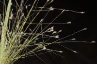 Sporobolus asperifolius
