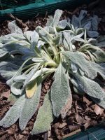 Stachys byzantina