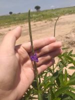 Stachytarpheta lythrophylla