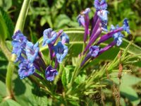 Stachytarpheta speciosa