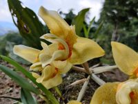 Stanhopea graveolens
