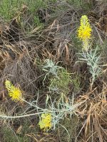 Stanleya pinnata