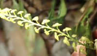 Stelis papaquerensis