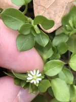 Stellaria media